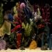 Saltwater Aquarium LIVE WALLPAPER
