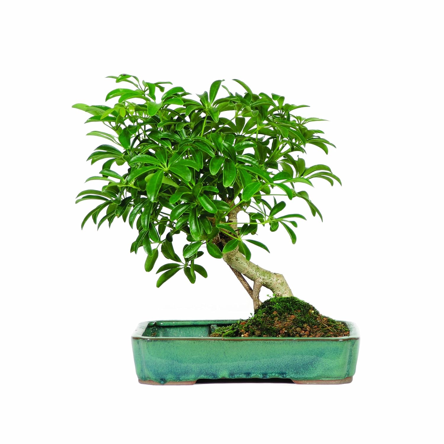Hawaiian Umbrella Bonsai Tree Perfect and Easy to Maintain