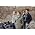 Vignette de Mansun