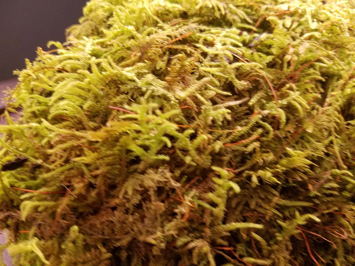 LIVE FERN MOSS SHEET MOSS FOR TERRARIUMS GARDENS CRAFTS BONSAI 1 Quart