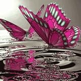Butterflies On Water Live Wallpaper