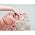 Thumbnail image of Lady Gaga