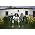 Vignette de Gym Class Heroes