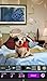 Hidden Object - Dog Happy Life