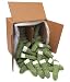 Tree Fertilizer Spikes