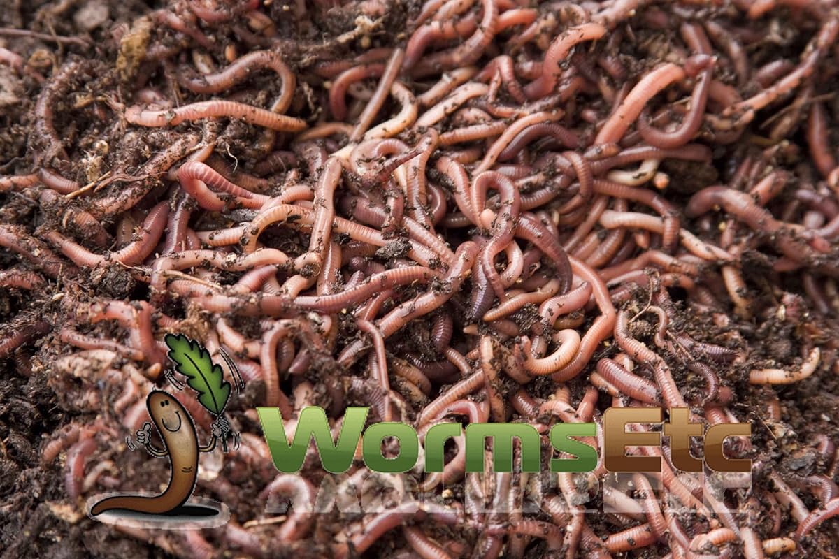 Worm Factory 360 Composting Bin (Terracotta) With 1000 Live Composting