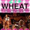 Image of Wheat