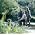 Vignette de The Dubliners