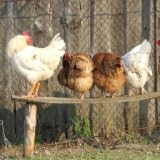 91fbZJBtXlL. SL160  Raising Chickens