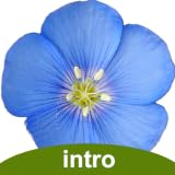Colorado Rocky Mountain Wildflowers Intro (Tablet)