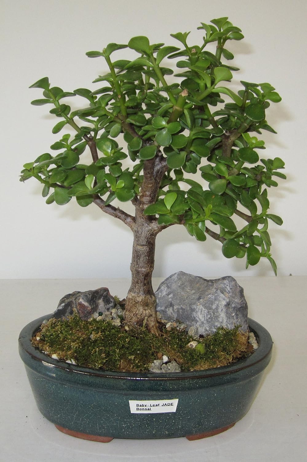Jade Bonsai Tree for Indoor and Outdoor Minimal Watering Plant