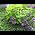 Video of Claire Cook