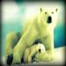 Polar Bears - From Zoo and Arctic to U
