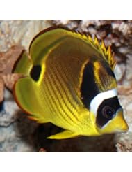 Marine Aquarium Fish 2 FREE