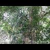 Indigo Dreams: Rainforest Relaxation Trailer