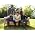 Vignette de Plain White T's