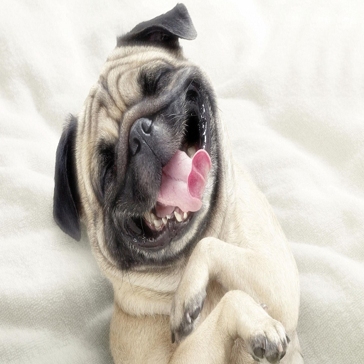 Top Funny Animals Videos HD