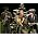 Thumbnail image of Bruce Springsteen