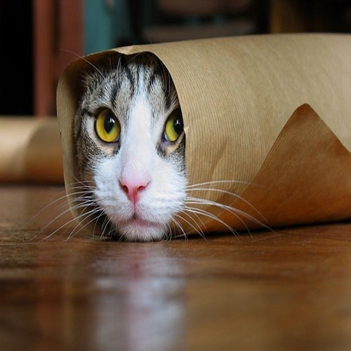 Top Funny Animal HD Videos