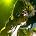 Randy Blythe - Black Sabbath performing as "Heaven and Hell"