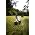 Thumbnail image of Grayson Hugh