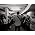 Vignette de Hillsong
