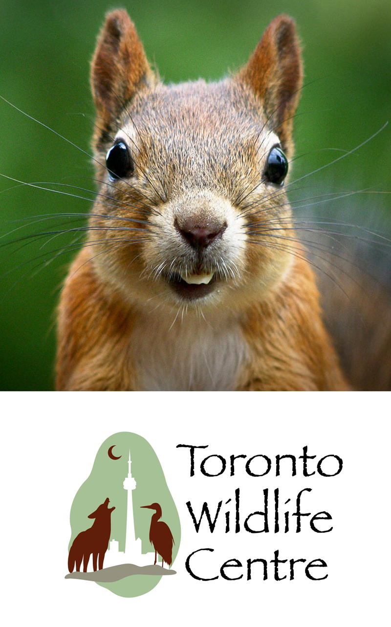 Amazon.com: Wildlife Help - Toronto Wildlife Centre Rescue Injured