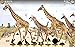 Hidden Objects Quest 9: African Safari