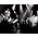 Vignette de Hillsong