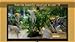 Angel Fish Aquarium : Relaxing Fish Aquarium