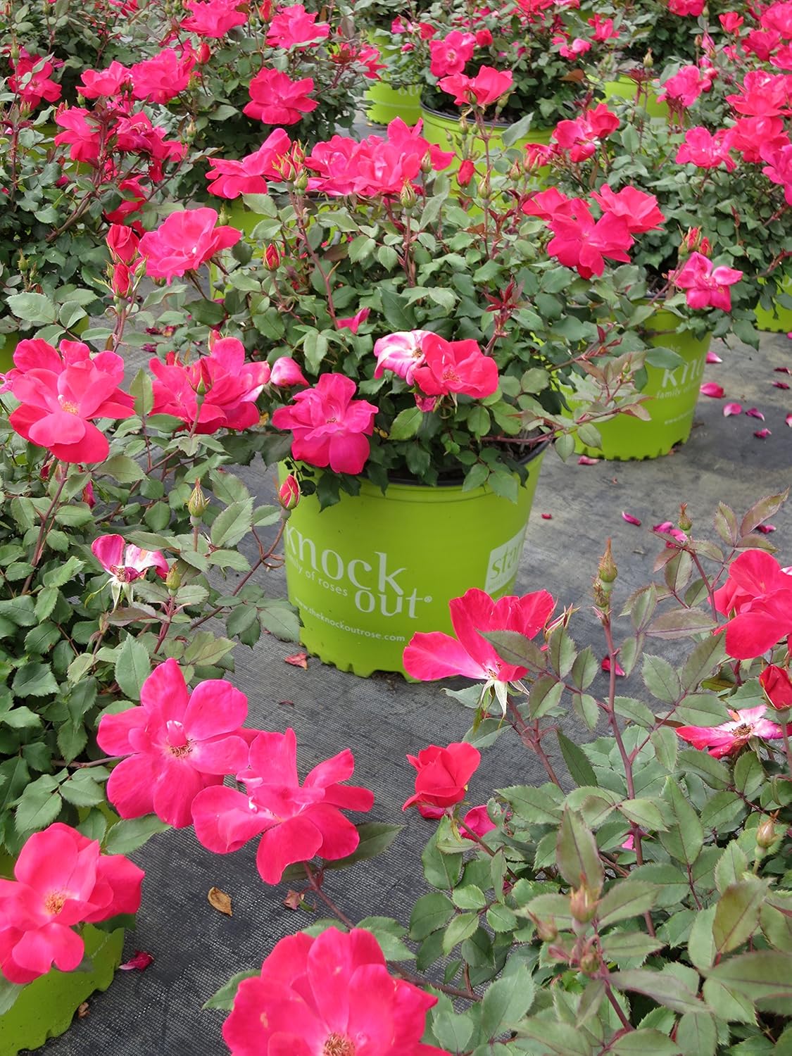 Rose Knockout Red, Disease Resistant, REBLOOMS Size 3 gallon eBay