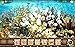 Hidden Objects Quest 17: Jungle Adventure