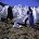 The Shamen - Shamanic Landscape