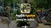 Angel Fish Aquarium : Relaxing Fish Aquarium