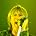 Joe Elliott - Def Leppard In Concert