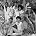 Cameo - Photo of Cameo