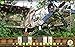 Hidden Objects Quest 17: Jungle Adventure