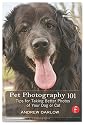 Pet Photography 101: Tips for taking better photos of your dog or cat
