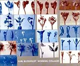 Blossfeldt, Karl: Working Collages Blossfeldt, Karl: Working Collages