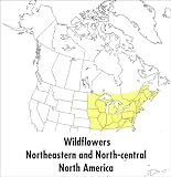 McKenny, Margaret: A Field Guide to Wildflowers: Northeastern and North-Central North America McKenny, Margaret: A Field Guide to Wildflowers: Northeastern and North-Central North America