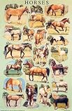 Dover: Horses