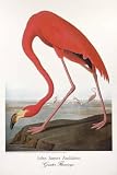 Dover: Audubon/Greater Flamingo