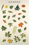 Dover: Leaves