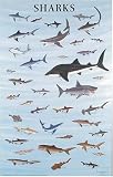 Dover: Sharks