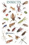 Dover: Insects