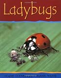 Watts, Barrie: Ladybugs Watts, Barrie: Ladybugs