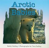 Darling, Kathy: Arctic Babies Darling, Kathy: Arctic Babies