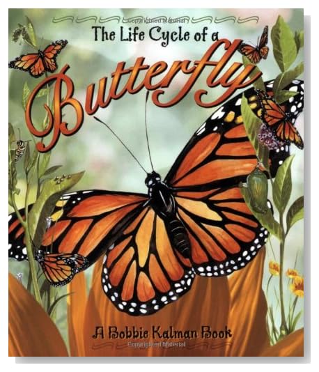 The Life Cycle of a Butterfly