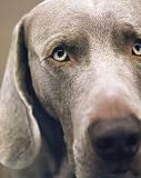 Wegman, William: William Wegman Polaroids Wegman, William: William Wegman Polaroids