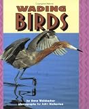 Welsbacher, Anne: Wading Birds